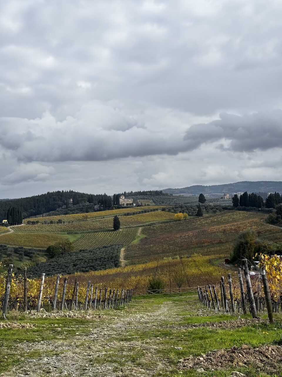 Vigneti a Castello di Monsanto