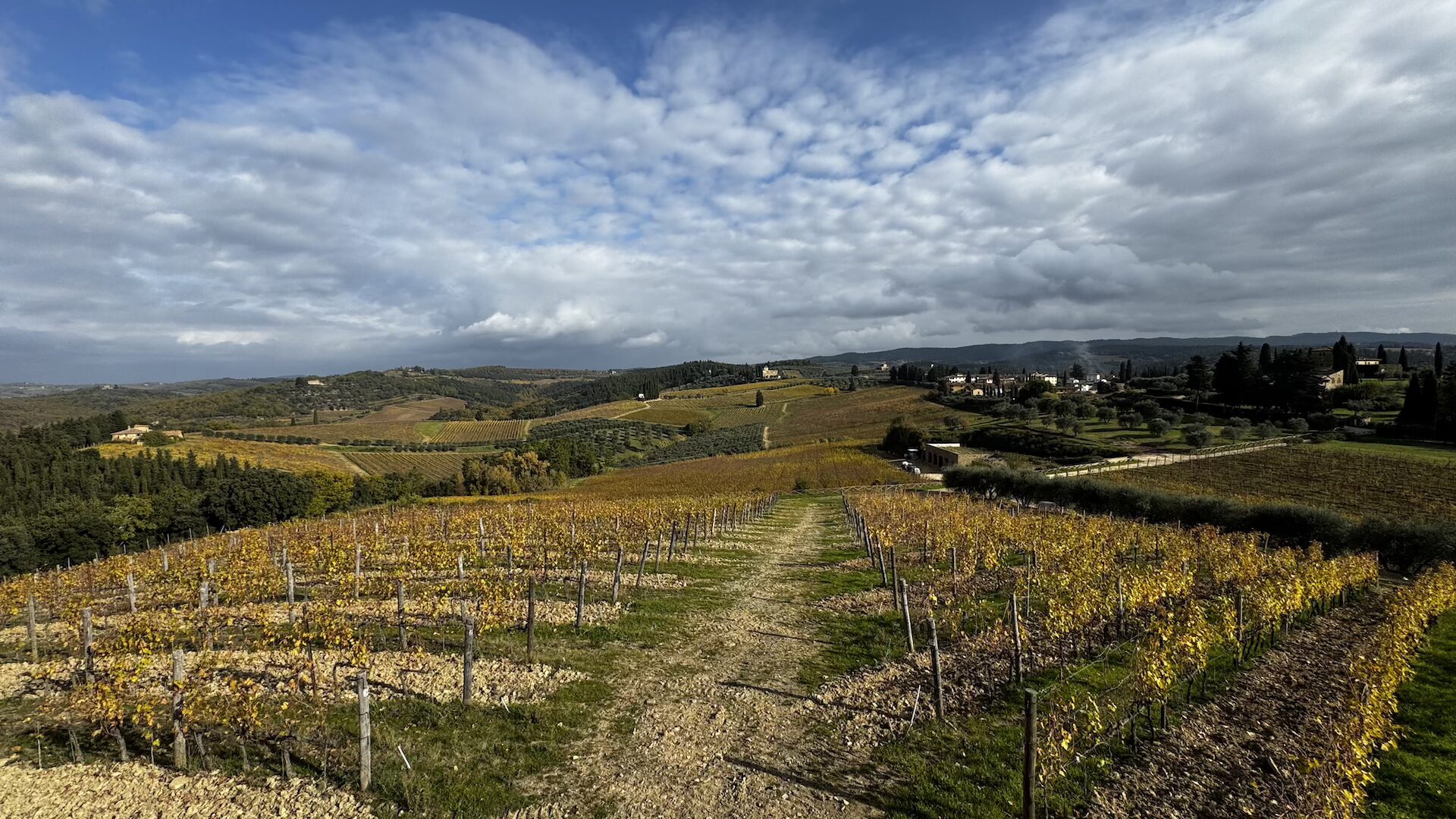 Vigneto Poggio di Castello di Monsanto